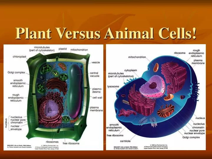 plant versus animal cells