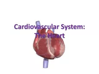 Cardiovascular System: The Heart