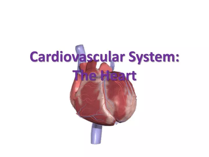 cardiovascular system the heart