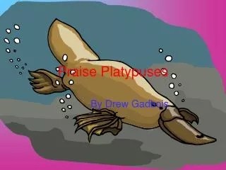 Praise Platypuses