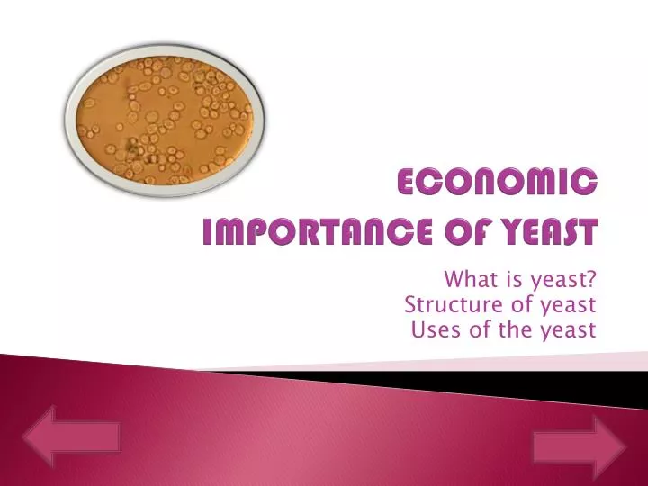 economic importance of yeast