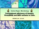 Translational efficiency of Dengue 		 	Virus(DEN) and DEN variants in cells.