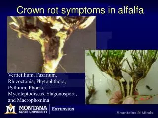 Crown rot symptoms in alfalfa