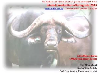 Real African Mud Real African Buffalo Real Free Ranging Game from Izinduli