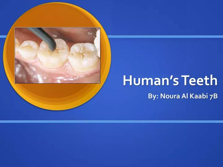 human s teeth