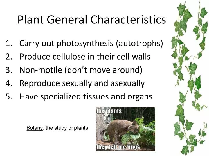 plant general characteristics