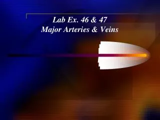 Lab Ex. 46 &amp; 47 Major Arteries &amp; Veins
