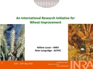 An International Research Initiative for Wheat Improvement