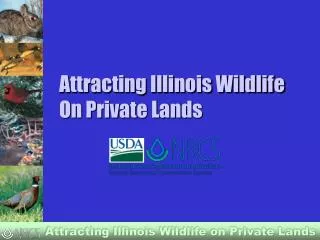 Attracting Illinois Wildlife On Private Lands