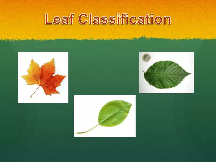 leaf classification