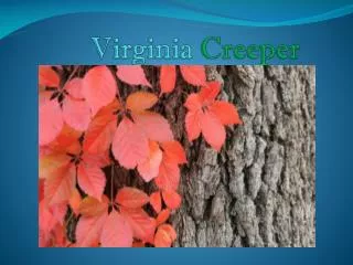 Virginia Creeper