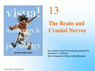 13 The Brain and Cranial Nerves