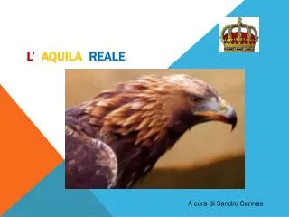 l aquila reale