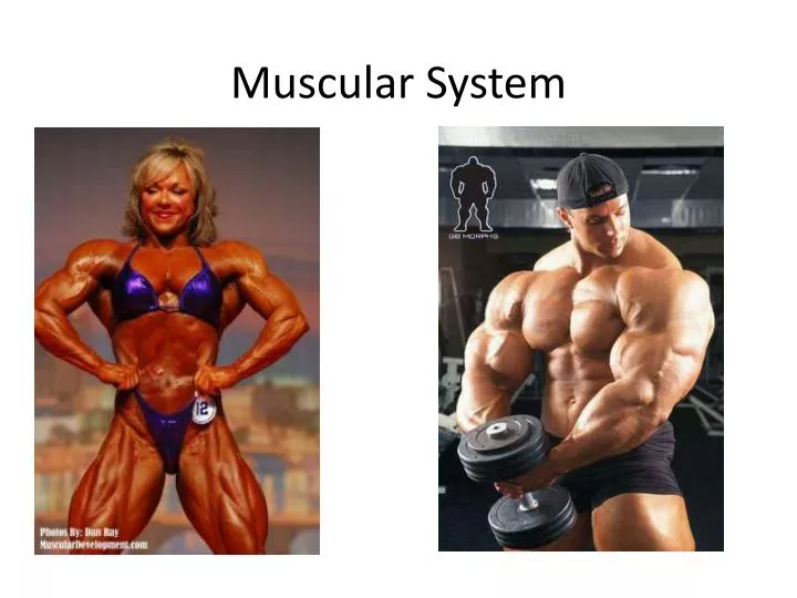 muscular system