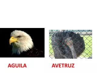 AVETRUZ