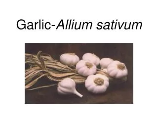 Garlic- Allium sativum