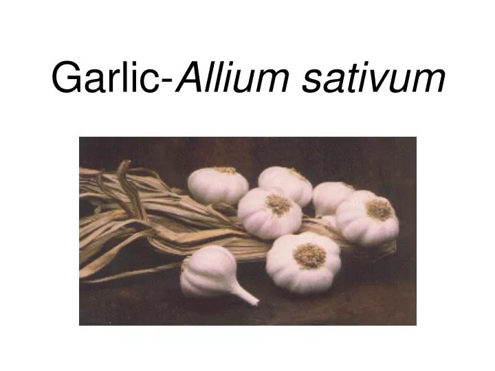 garlic allium sativum