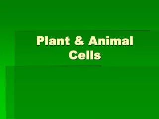 Plant &amp; Animal Cells