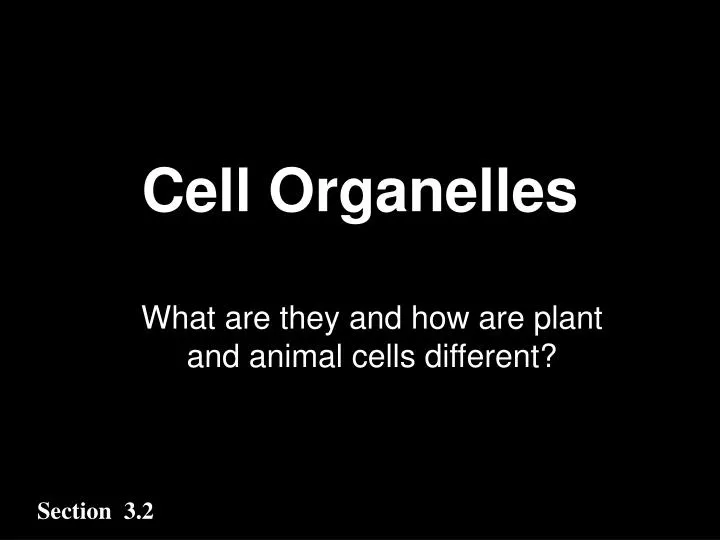 cell organelles