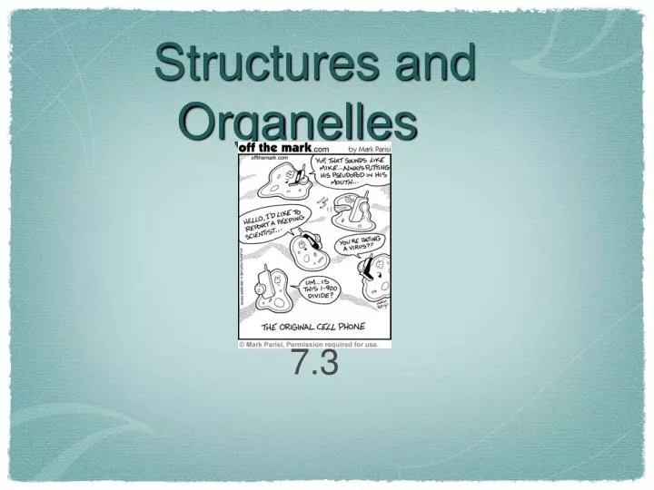 structures and organelles