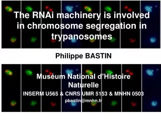 The RNAi machinery is involved in chromosome segregation in trypanosomes