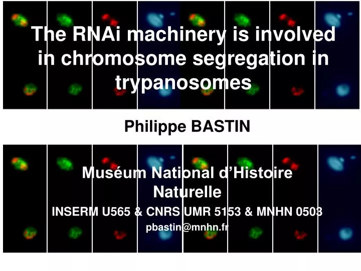 the rnai machinery is involved in chromosome segregation in trypanosomes