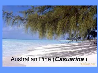 Australian Pine ( Casuarina )