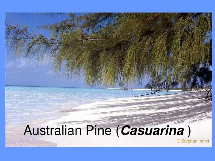 australian pine casuarina