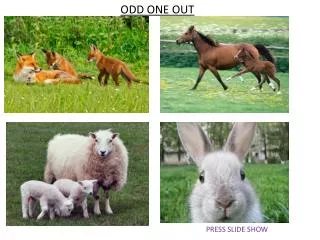 ODD ONE OUT