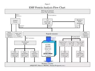 EMF Protein Analysis Flow Chart