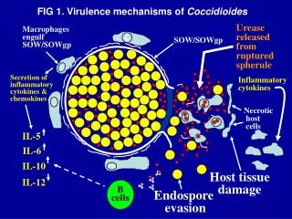 Macrophages engulf SOW/SOWgp
