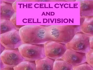 THE CELL CYCLE and CELL DIVISION