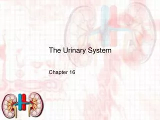 the urinary system