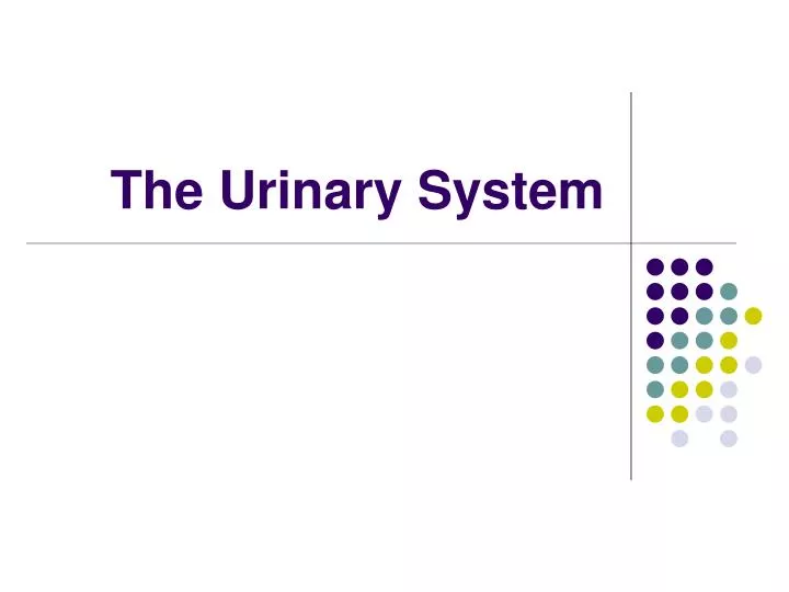 the urinary system