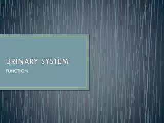 urinary system