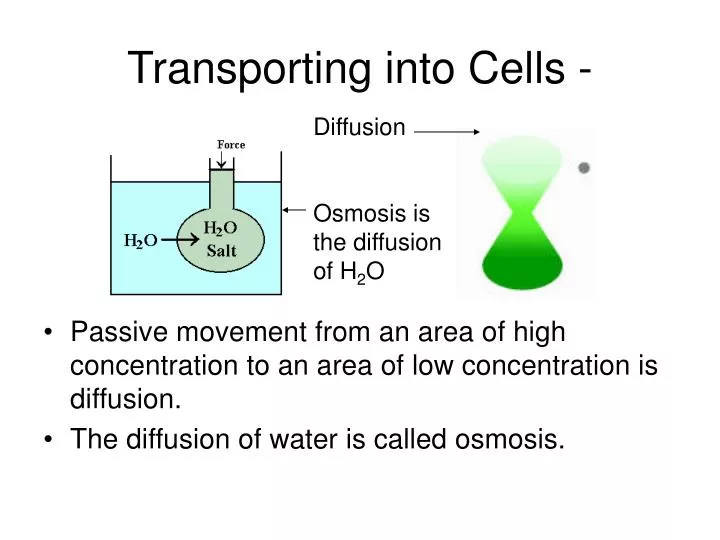 transporting into cells