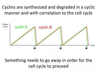 Cyclins are synthesized and degraded in a cyclic manner and with correlation to the cell cycle