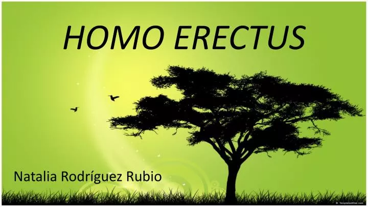 homo erectus