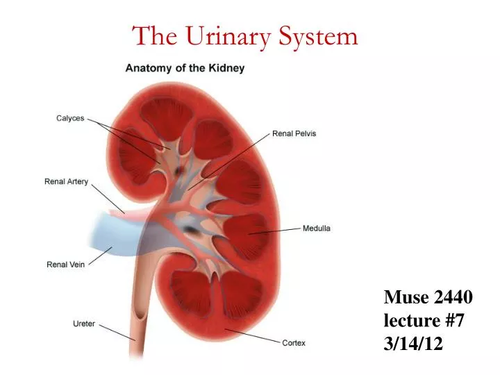 the urinary system