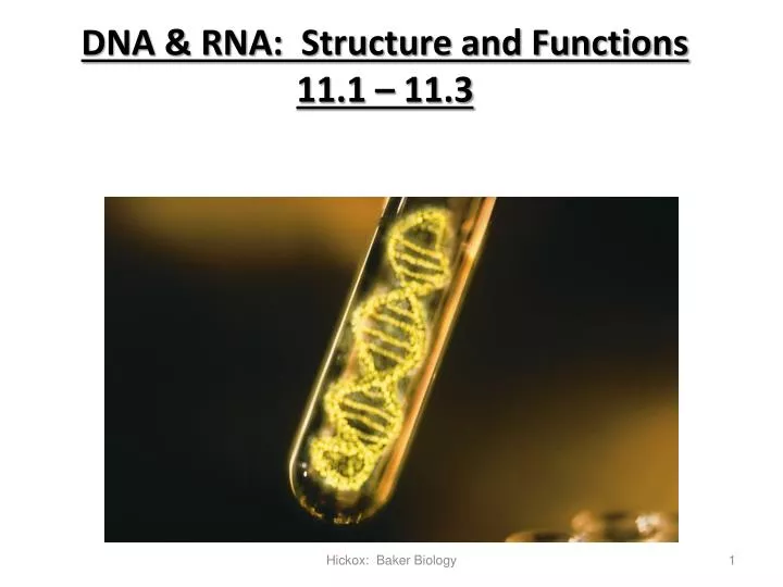 dna rna structure and functions 11 1 11 3