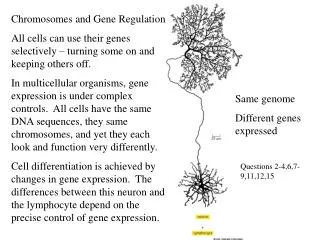 Chromosomes and Gene Regulation
