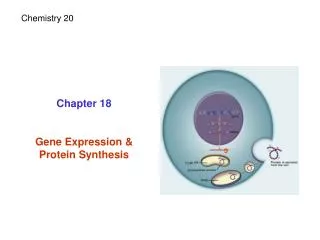 Chapter 18 Gene Expression &amp; Protein Synthesis