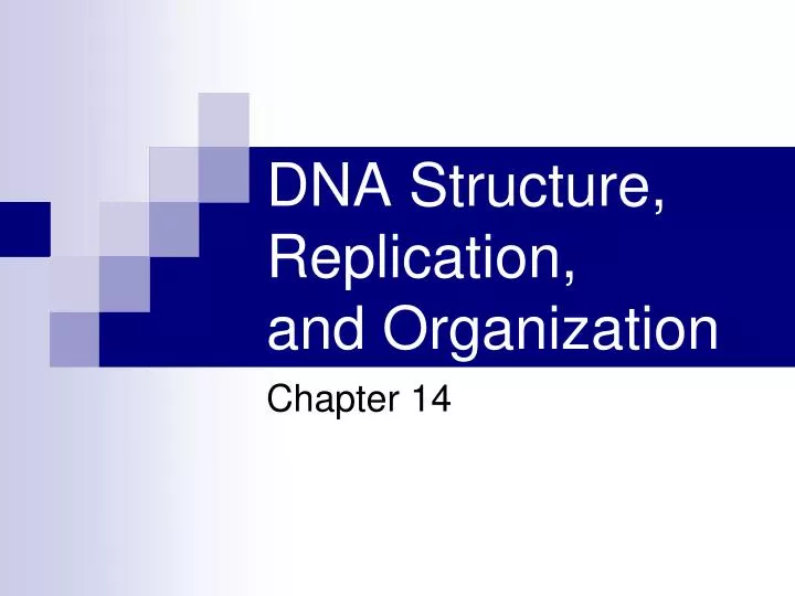dna structure replication and organization