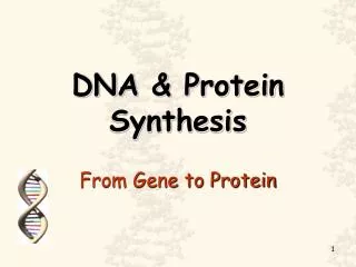 DNA &amp; Protein Synthesis