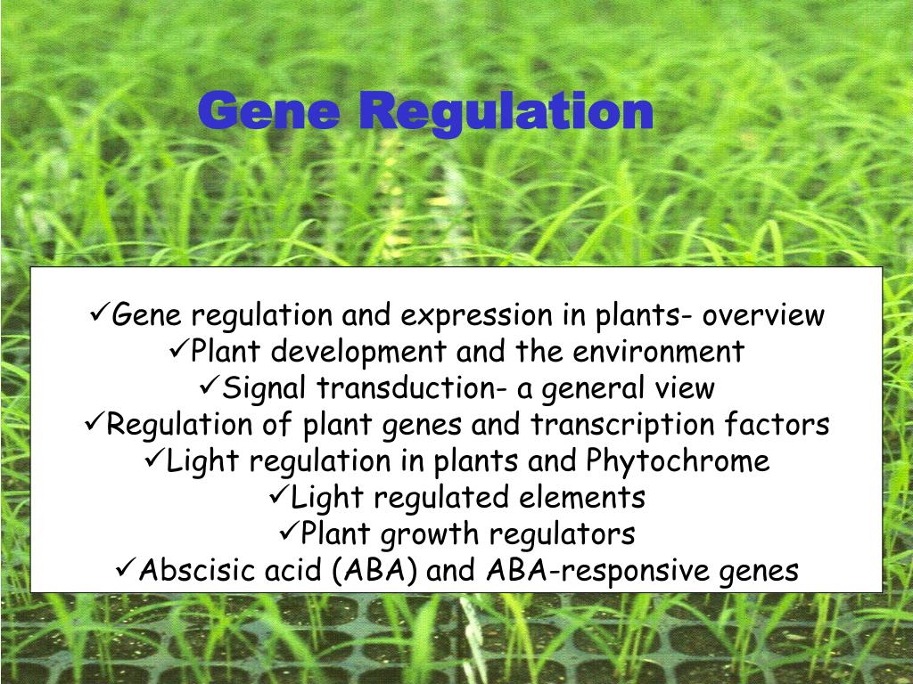 PPT - Gene regulation and expression in plants- overview Plant ...