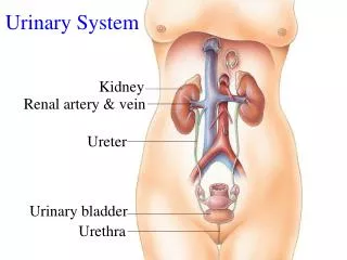 Urinary System