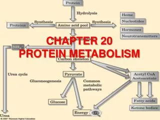 CHAPTER 20 PROTEIN METABOLISM