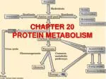 PPT - Protein Metabolism PowerPoint Presentation, Free Download - ID:217242