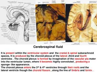 Cerebrospinal fluid
