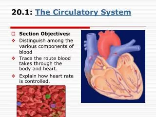 20.1: The Circulatory System